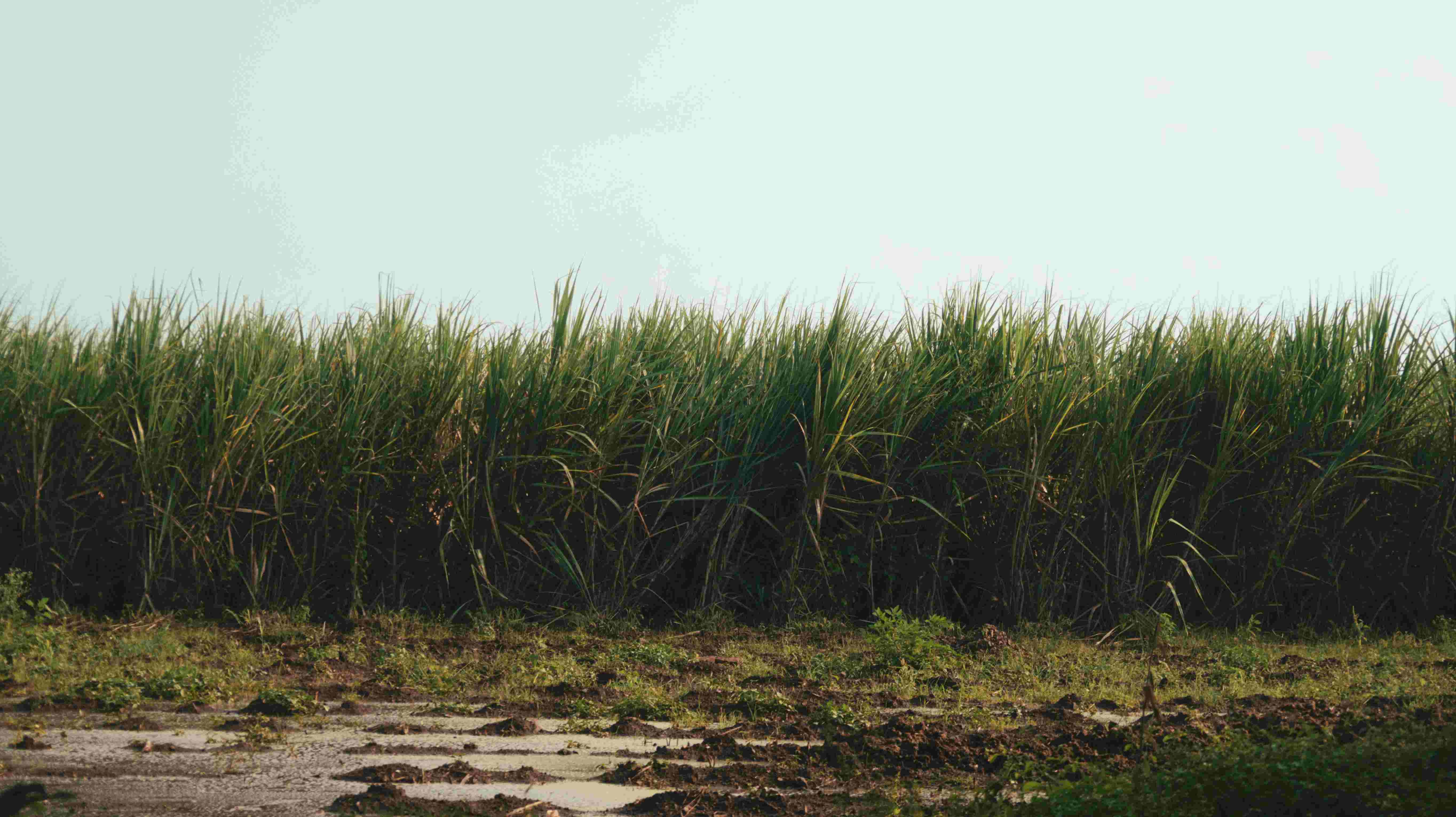 A sugarcane field in soft afternoon light, the literal Ikshu